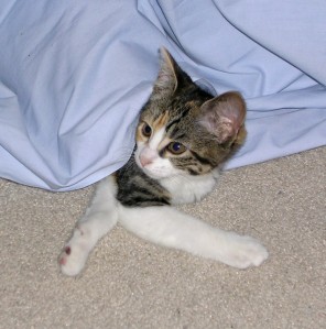 Tilly as a kitten